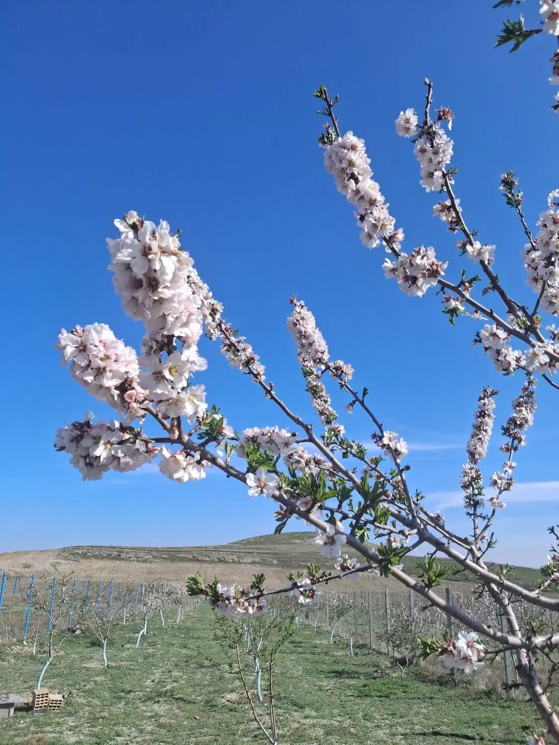 باغ میوه