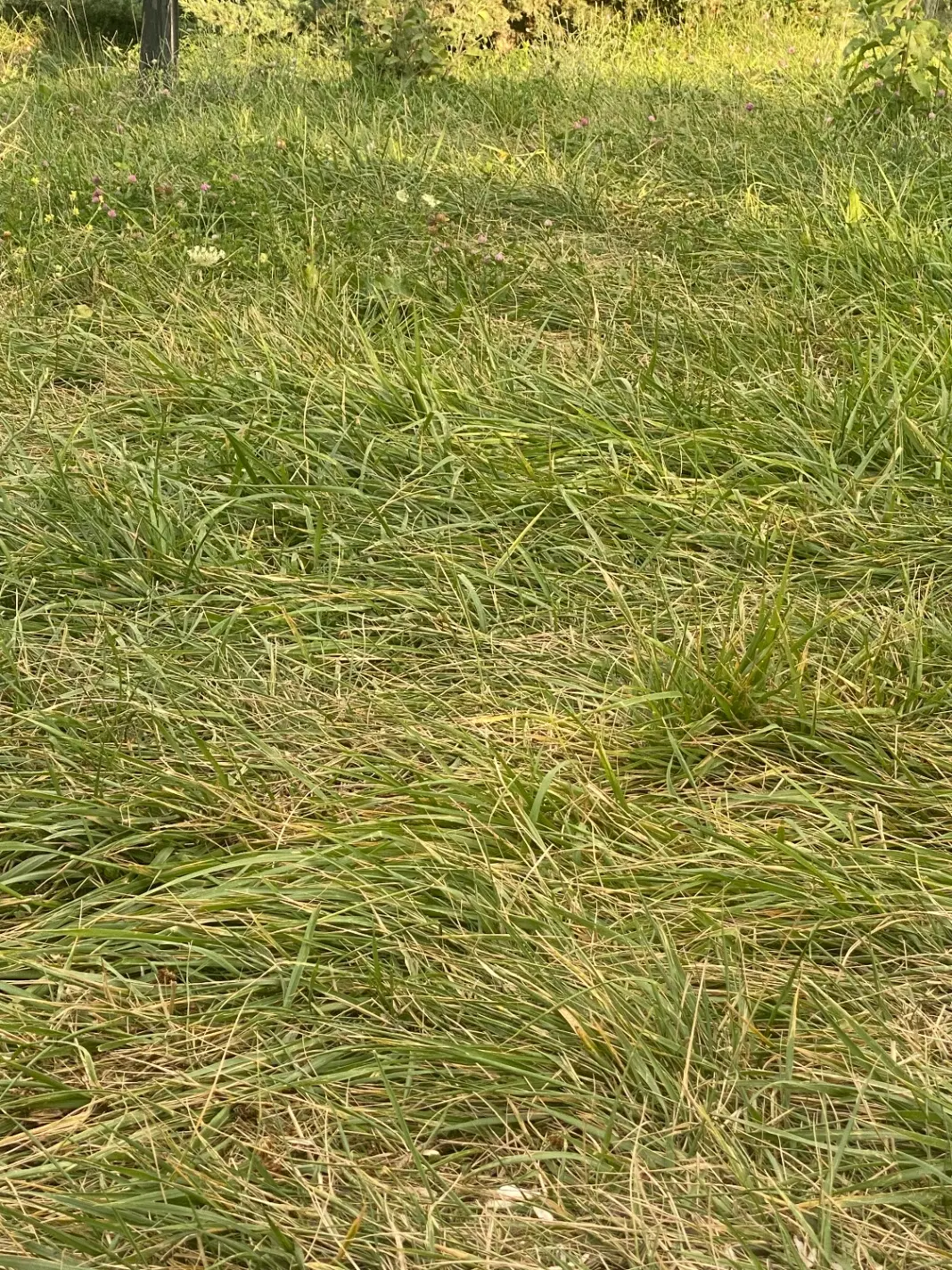 پنج هکتار در روستایی قلچقلو