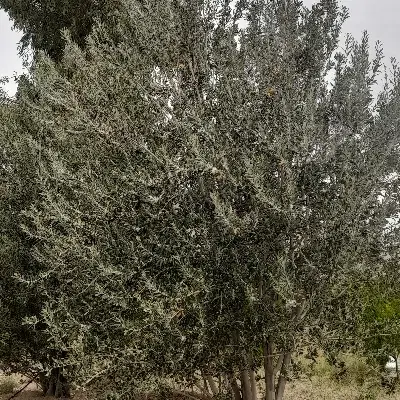 باغ انار و انجیر