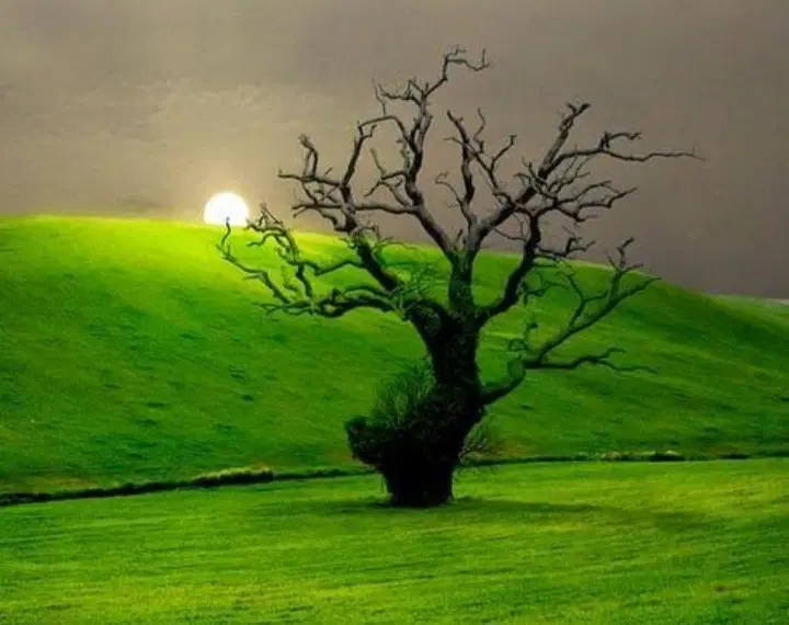 قطعه زمین امام زاده