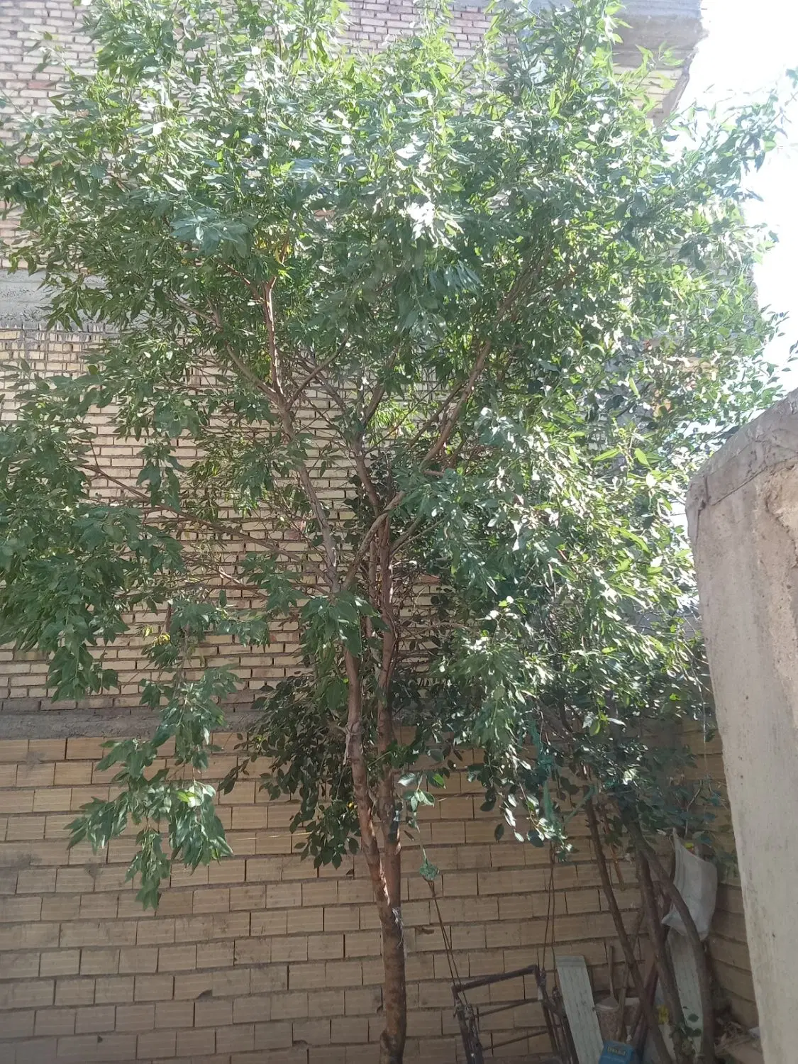 فروش دو تا باغ