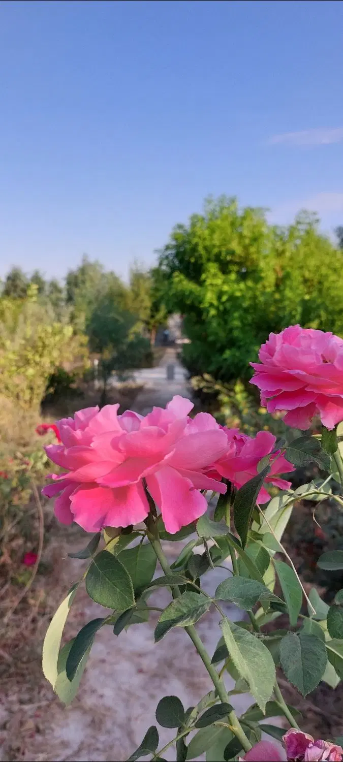 زمین باغ ویلا