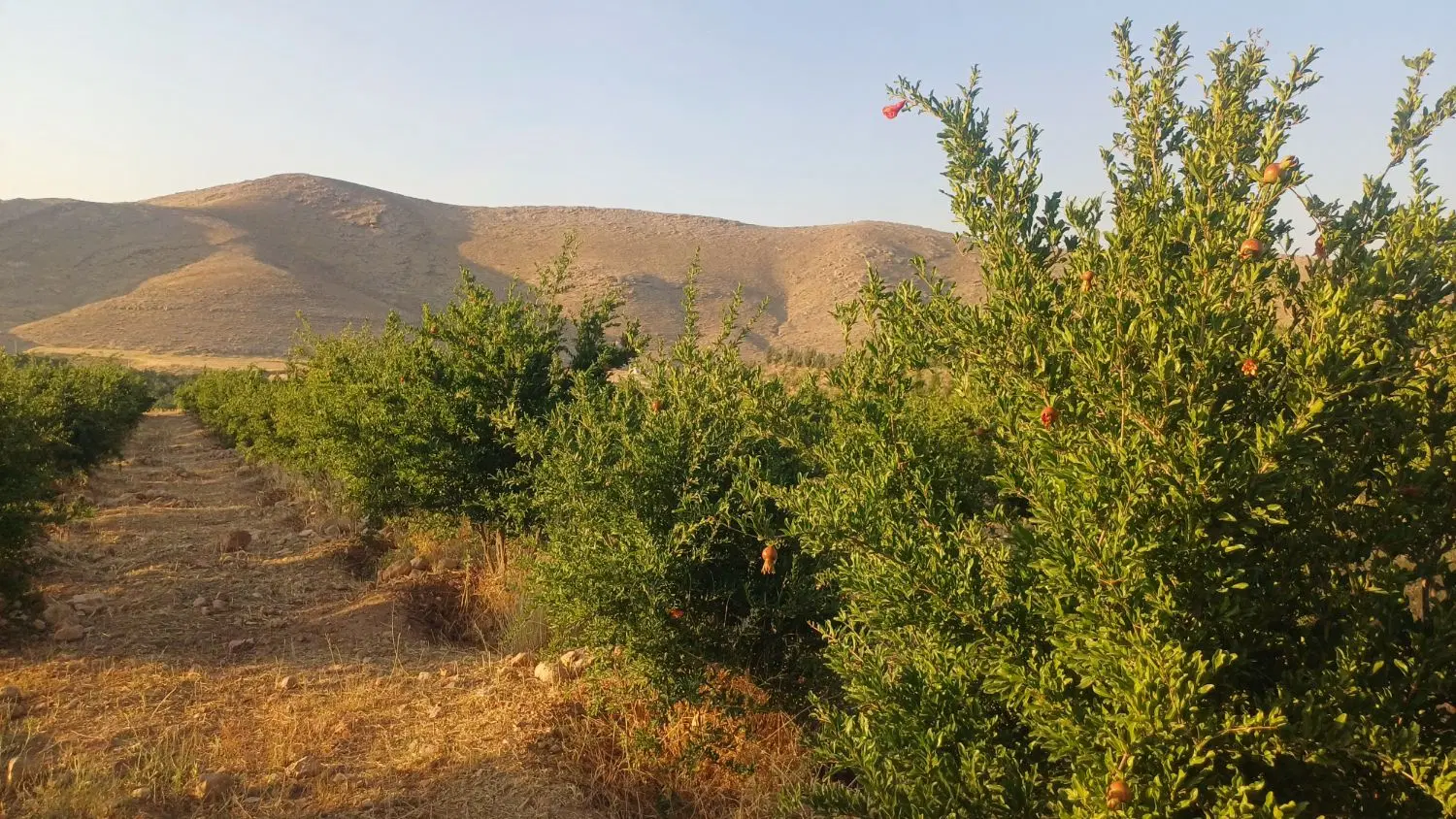 باغ