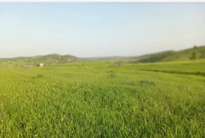 زمین کشاورزی