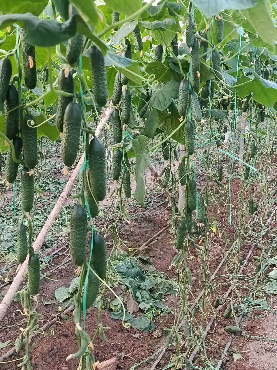 گلخانه اجاره ای دهنو