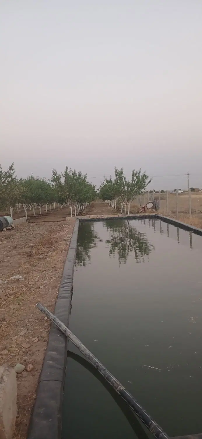 ّباغ بادام