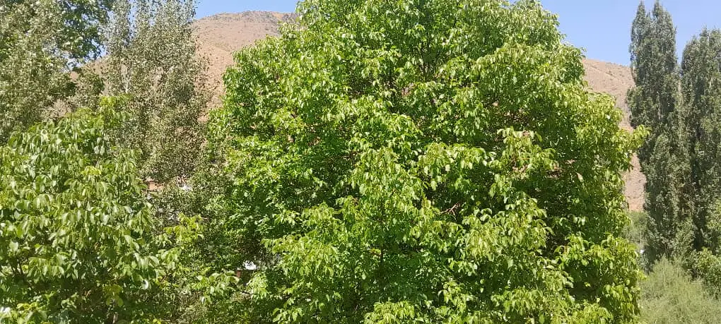 زمین ویلا کلنگی
