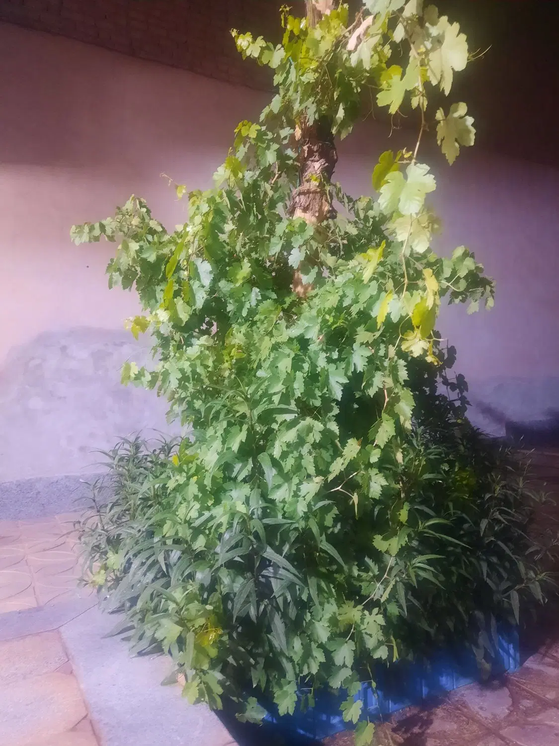 خونه رهن واجاره