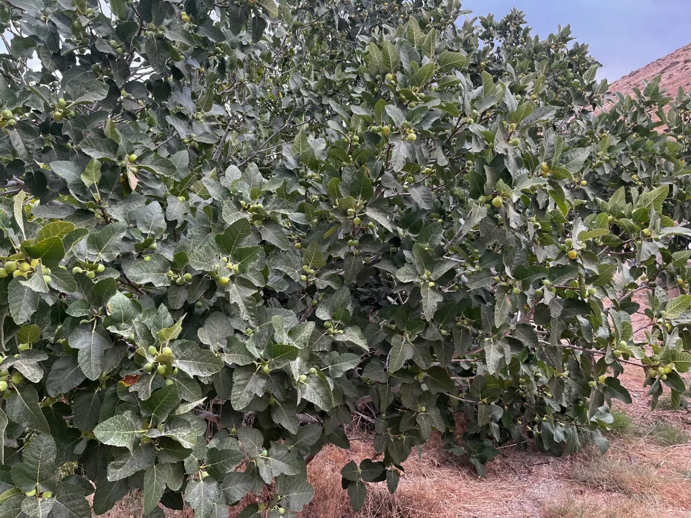 باغ ملحمدره