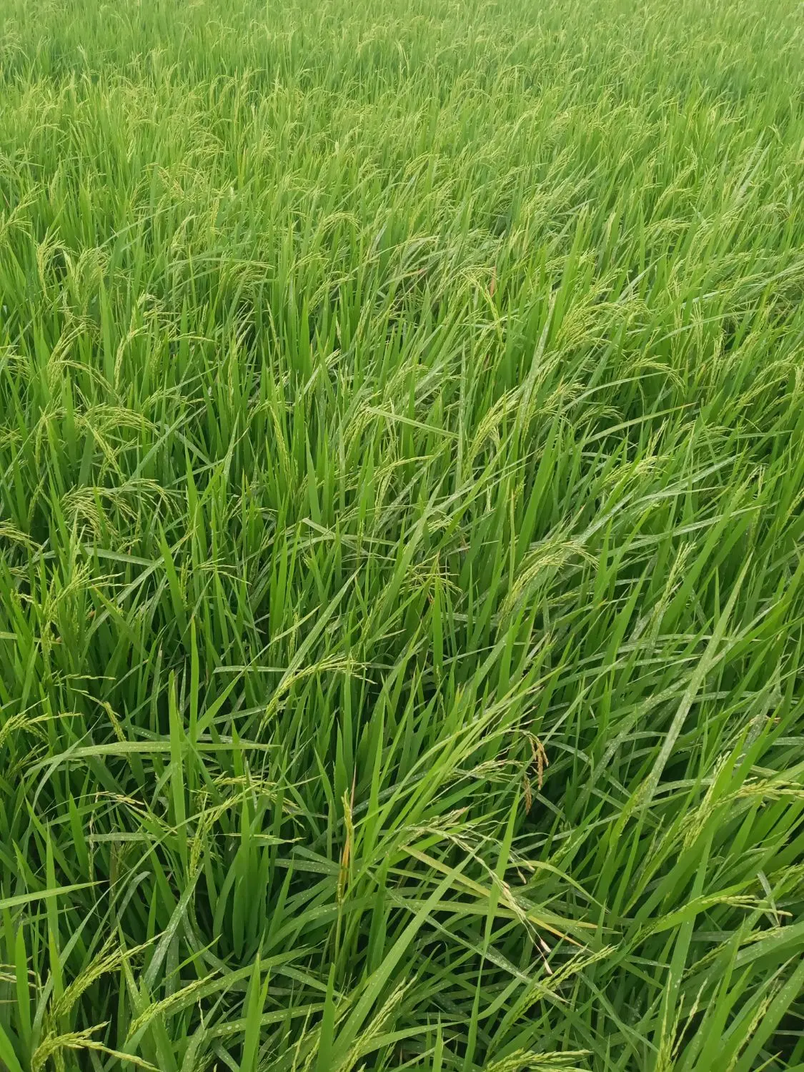 اجاره زمین کشاورزی دیم
