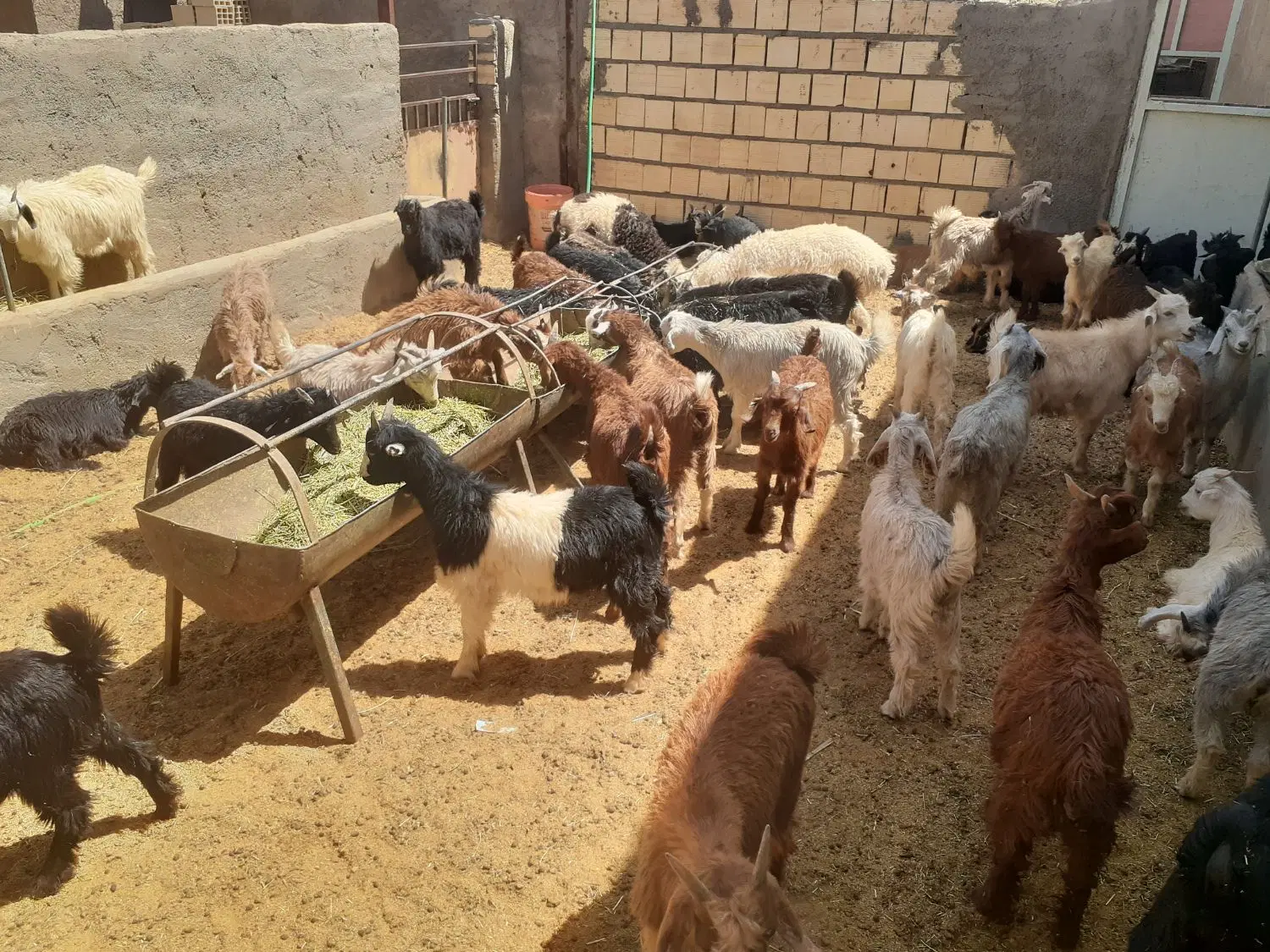 فروش دامداری