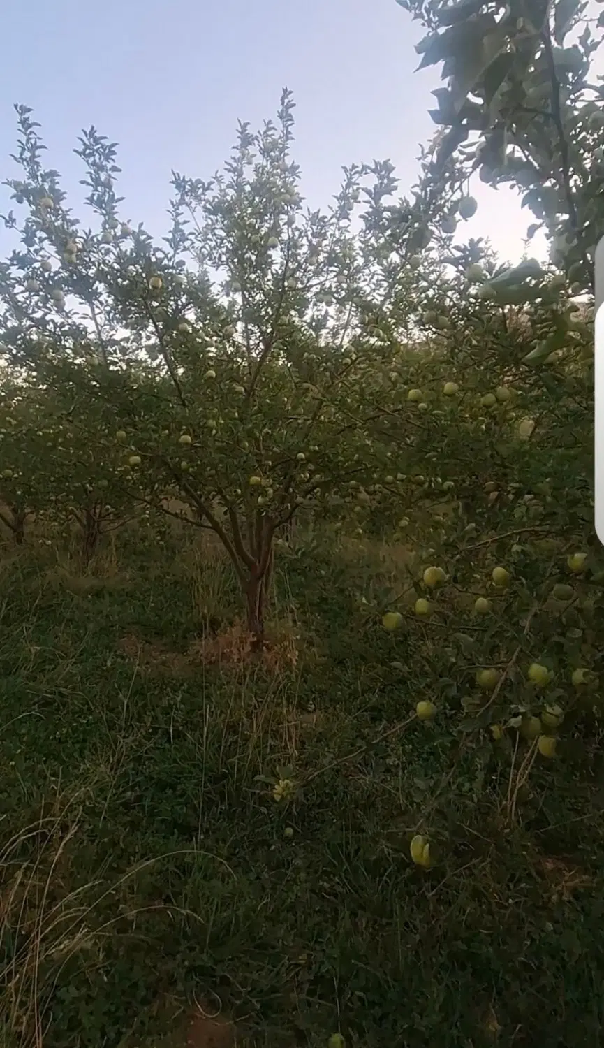 فروش ۷۰۰ متر باغ ثمری ششپیر