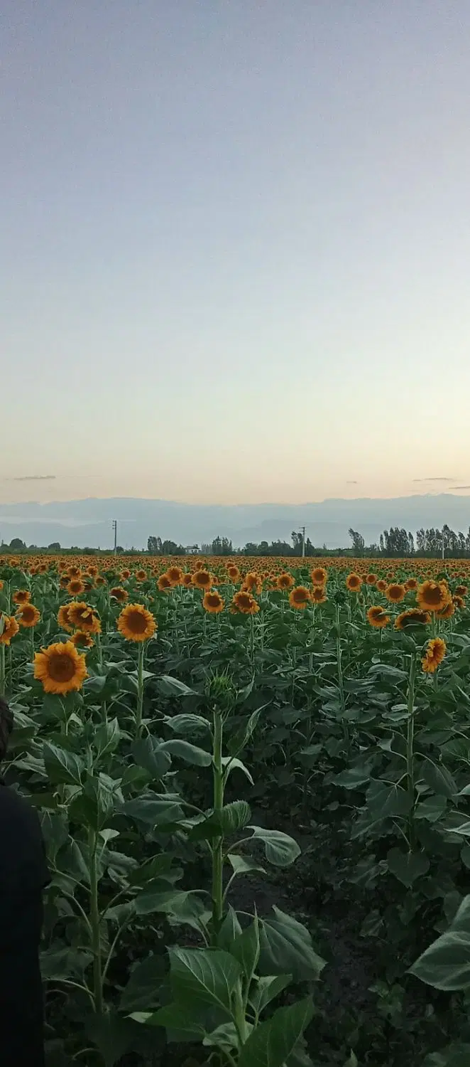 شش دانگ سند دیوار کشی برق و آب در اردوشا