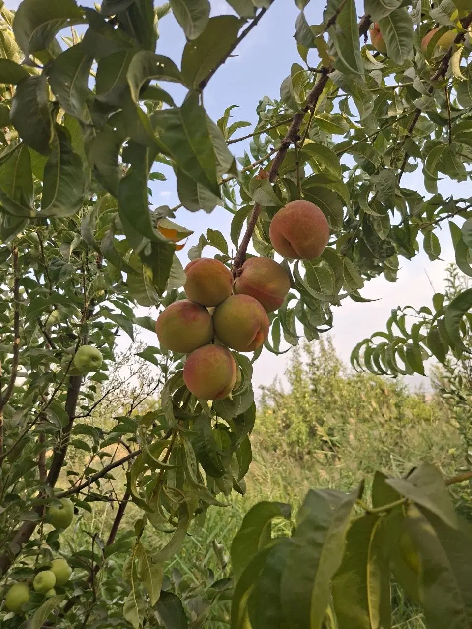 فروش باغ