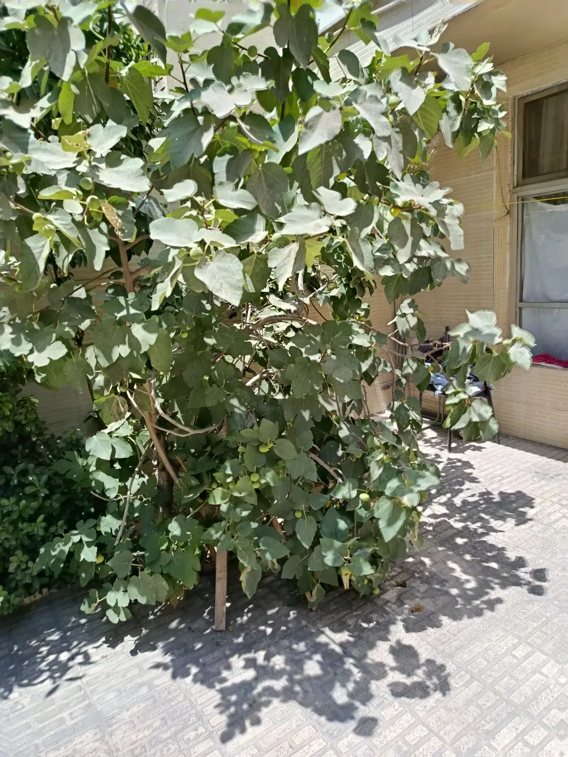 خانه کلنگی بازسازی شده قابل سکونت