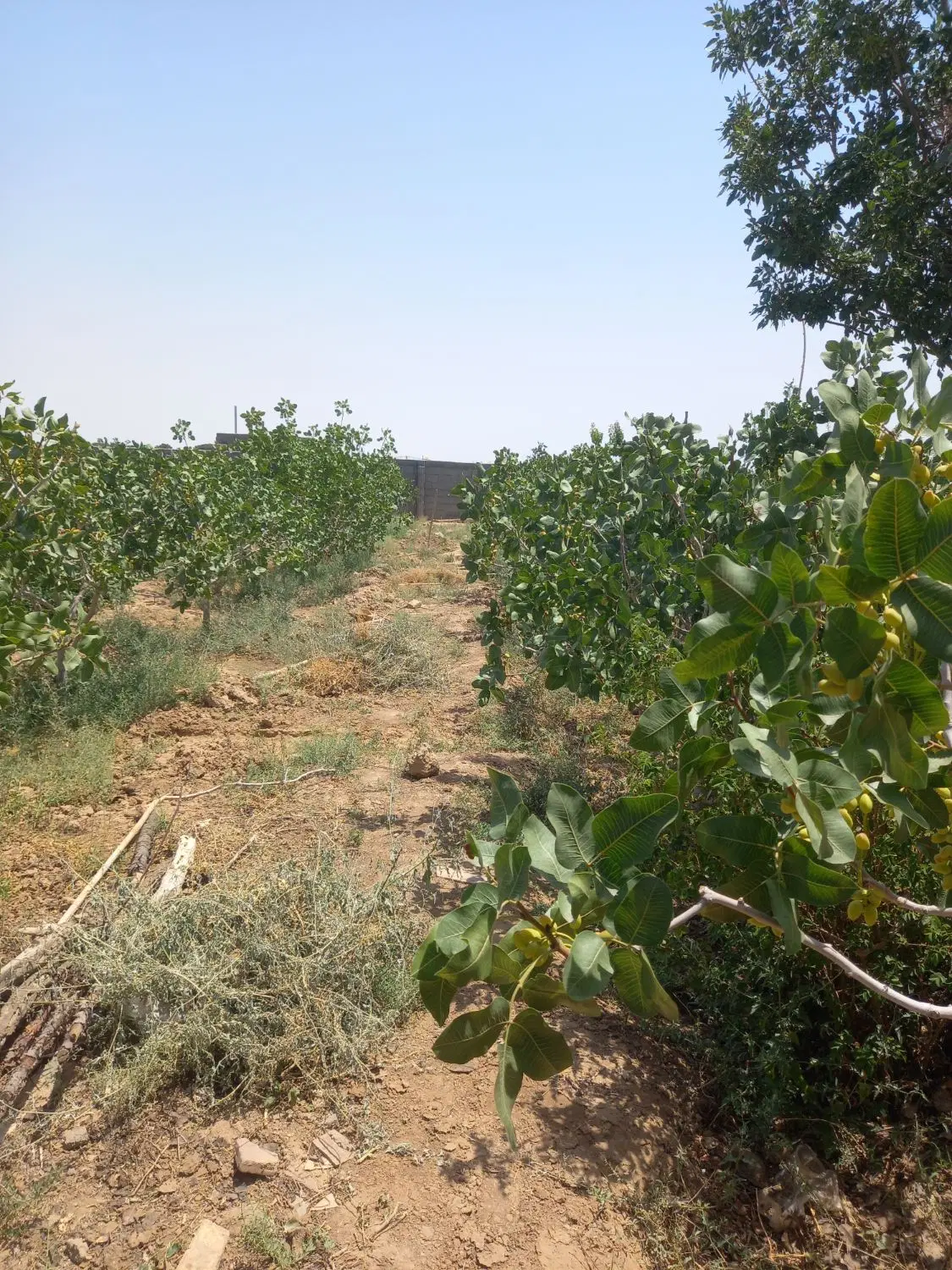 باغ پسته دیوارکشی