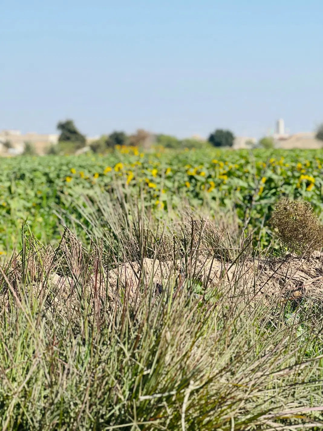 فروش زمین کشاورزی حمیدیه دهکدجاده پایین
