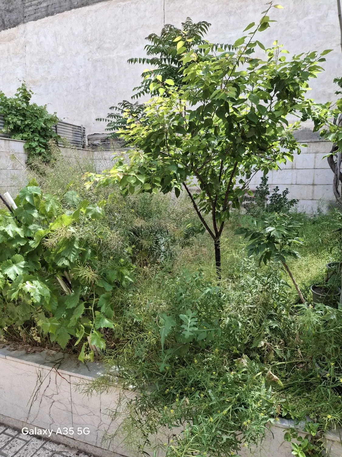 ویلایی جنوبی سندملکی