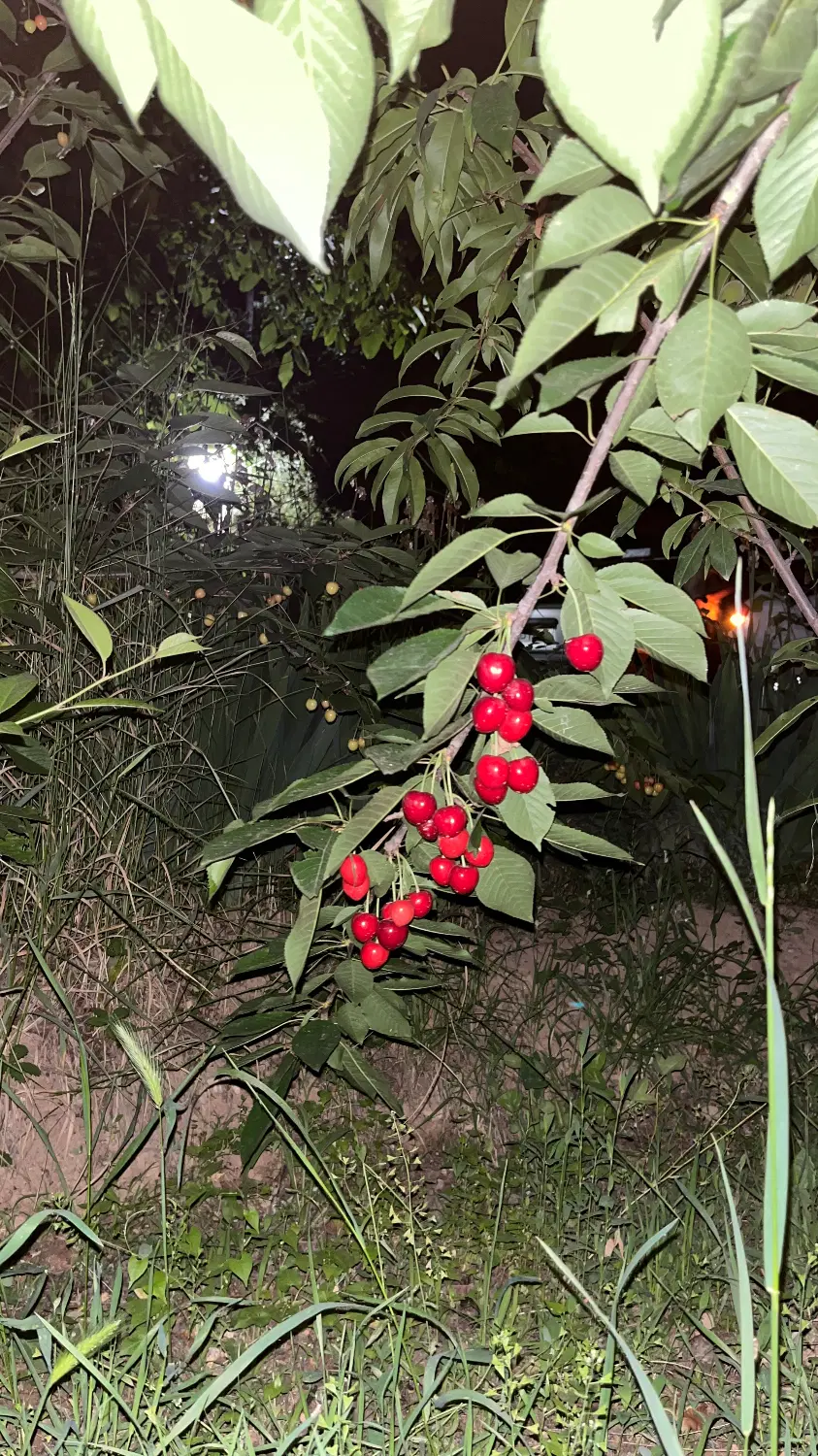 باغ میوه