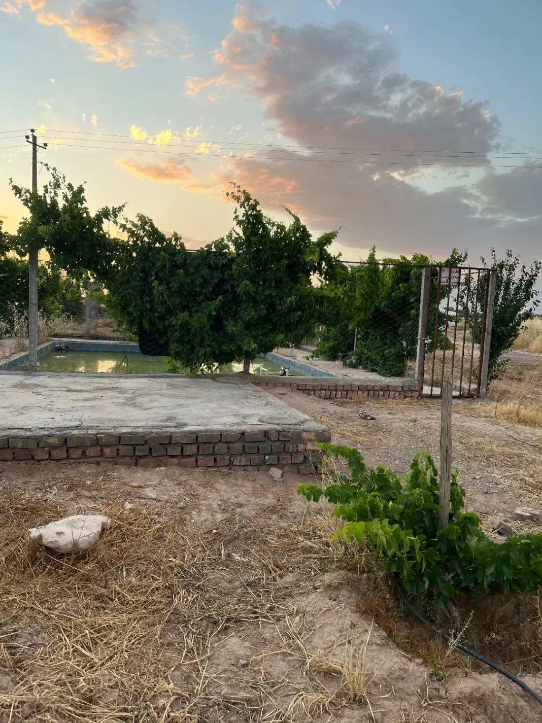 باغ وزمین