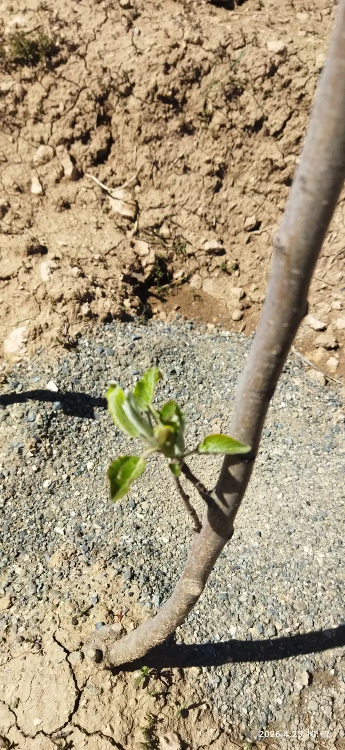 فروش زمین تفکیکی حومه بوکان