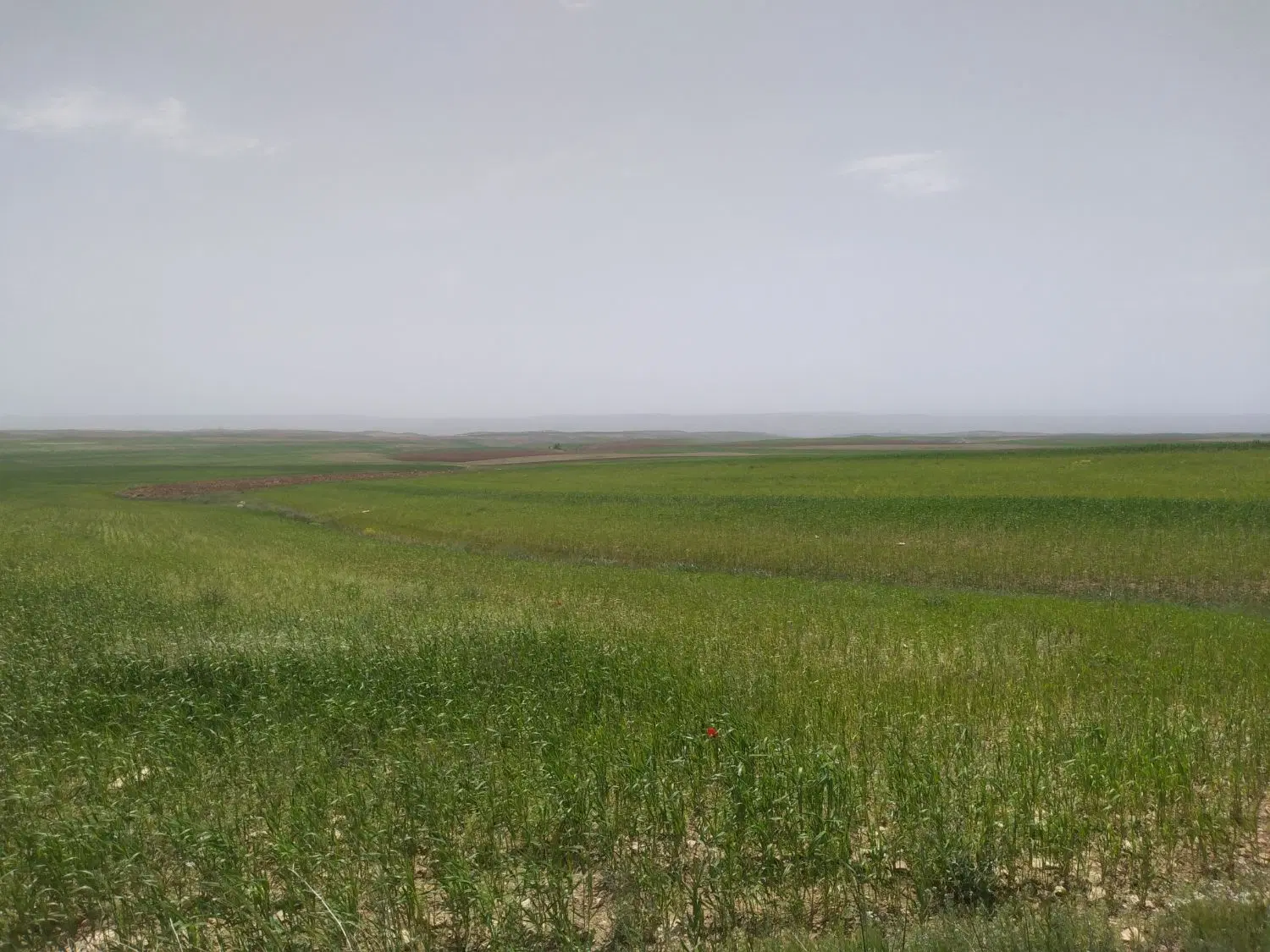 زمین کشاورزی ، دیم گندم