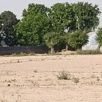 زمین  باغ