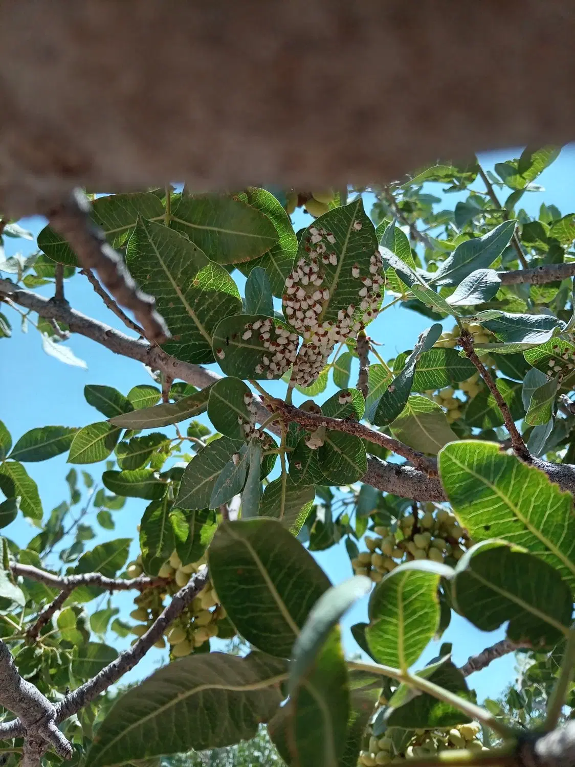 زمین به متراژ300متر