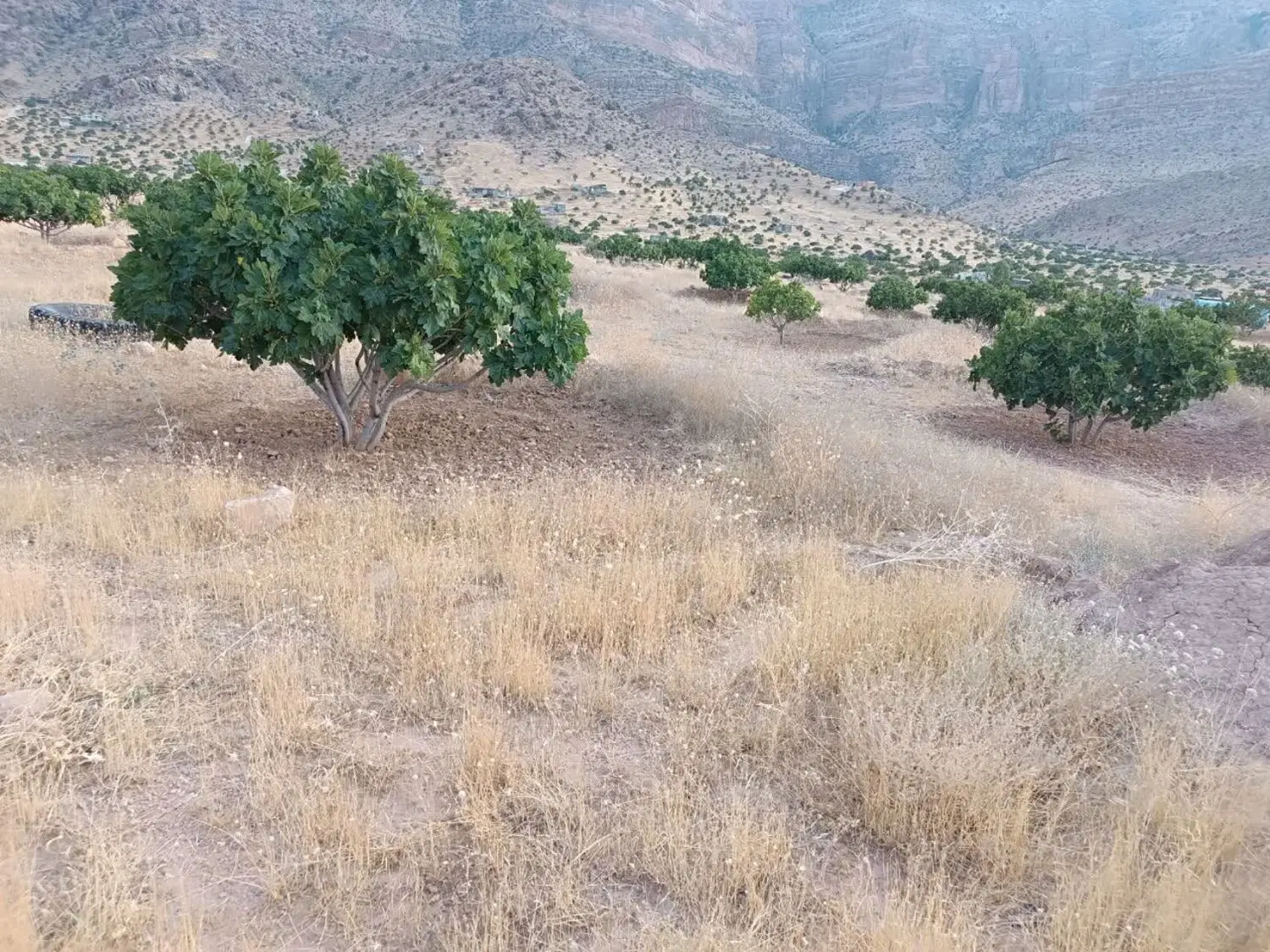 فروش ملک شربو