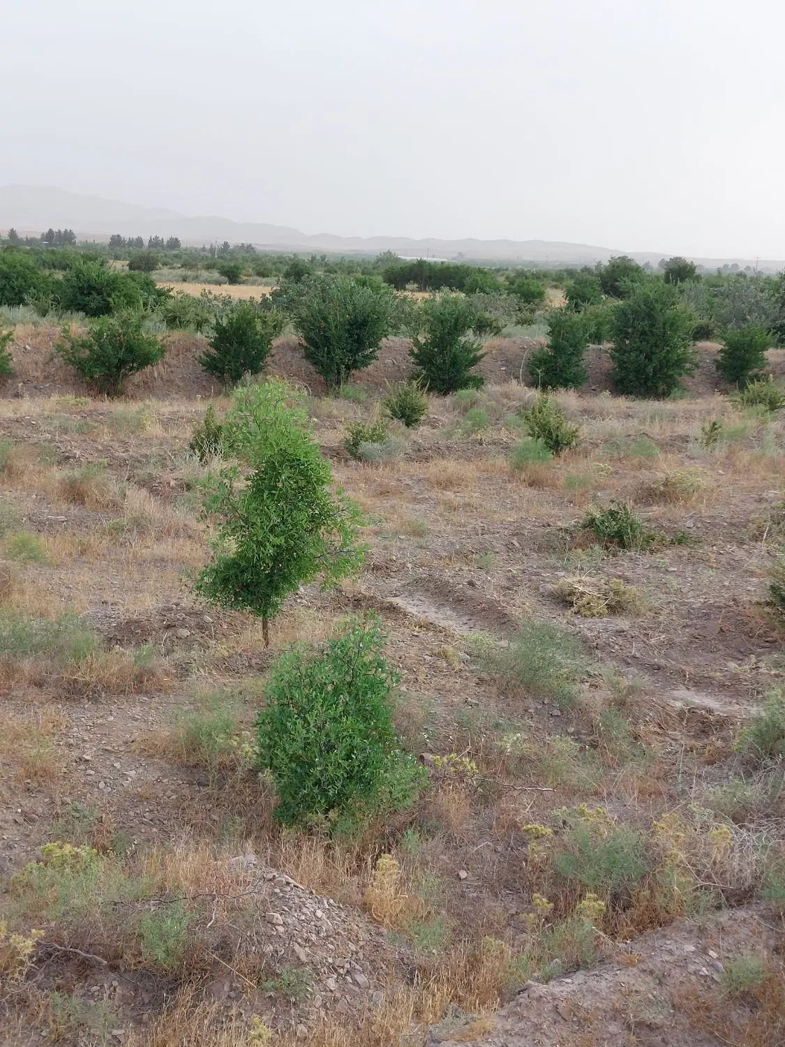 زمین کشاورزی