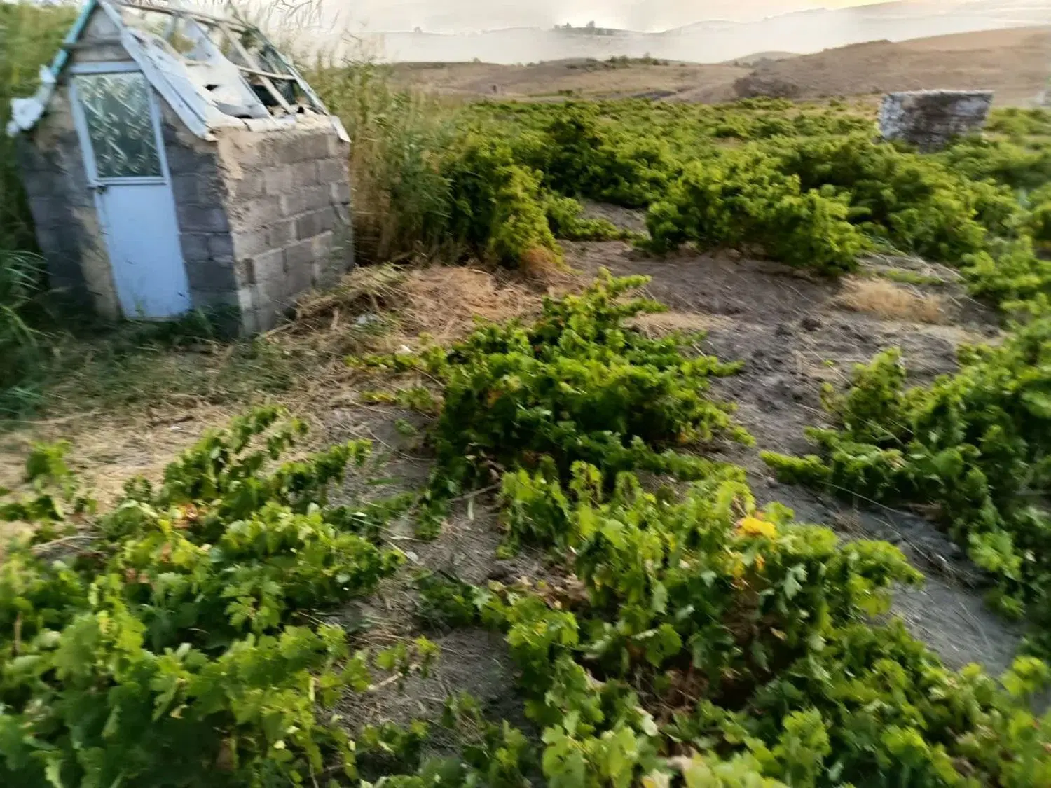 باغ انگور