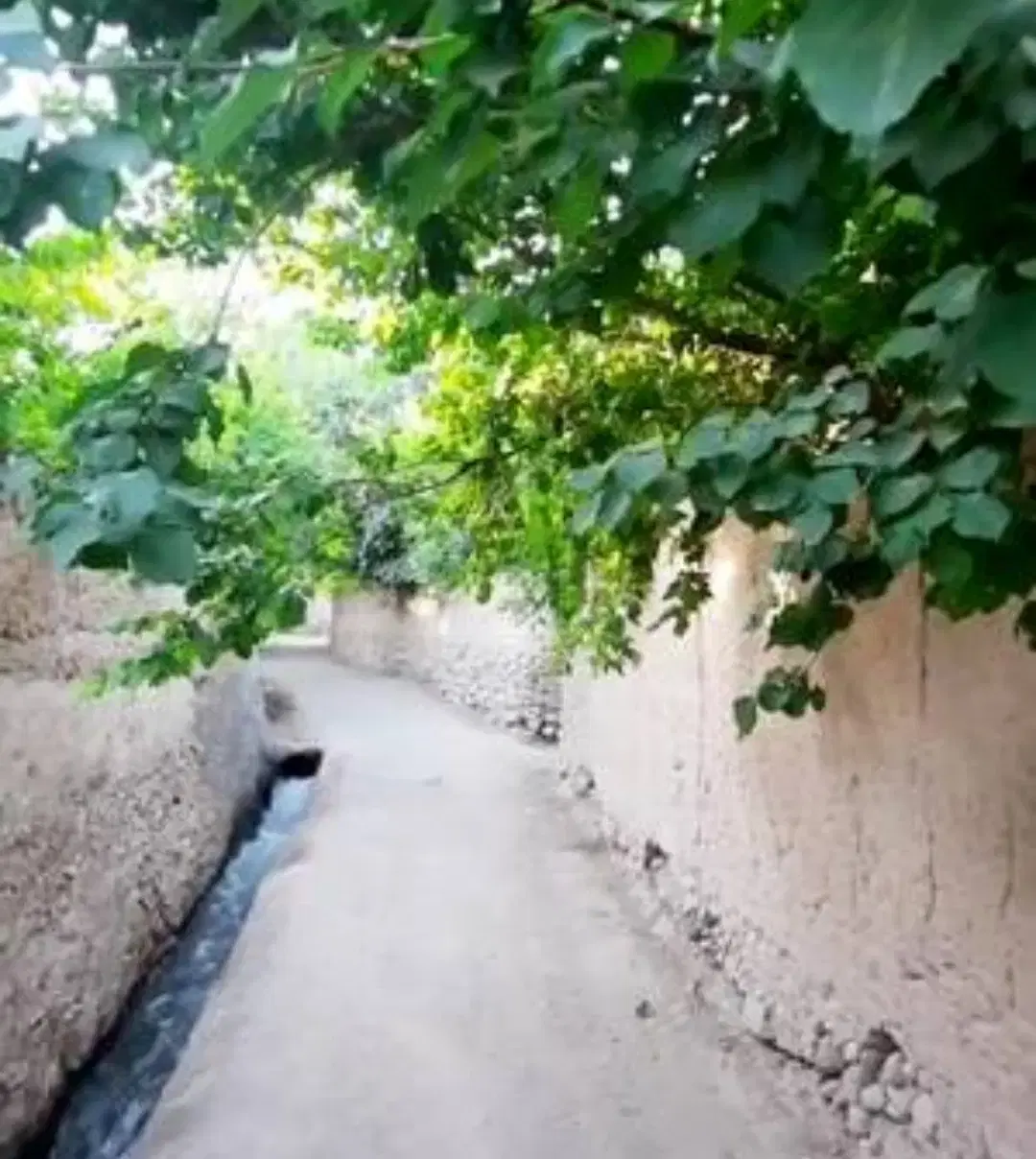 باغ (باغچه) تفت در نزدیکی احمدآباد