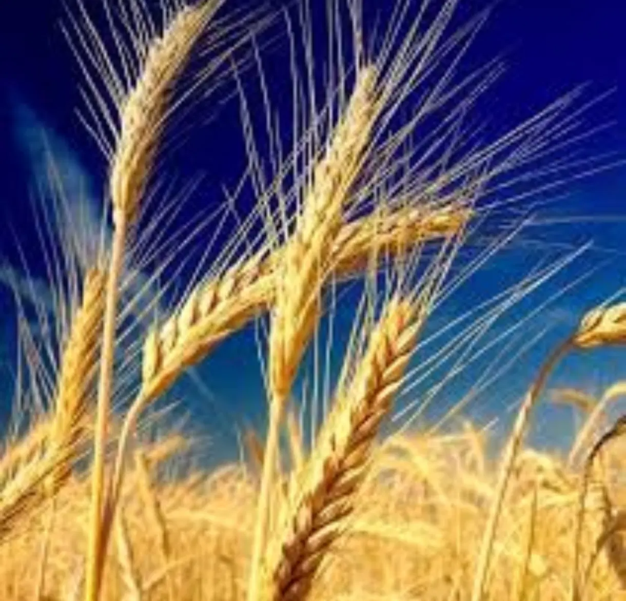 اجاره ۳هکتار زمین کشاورزی