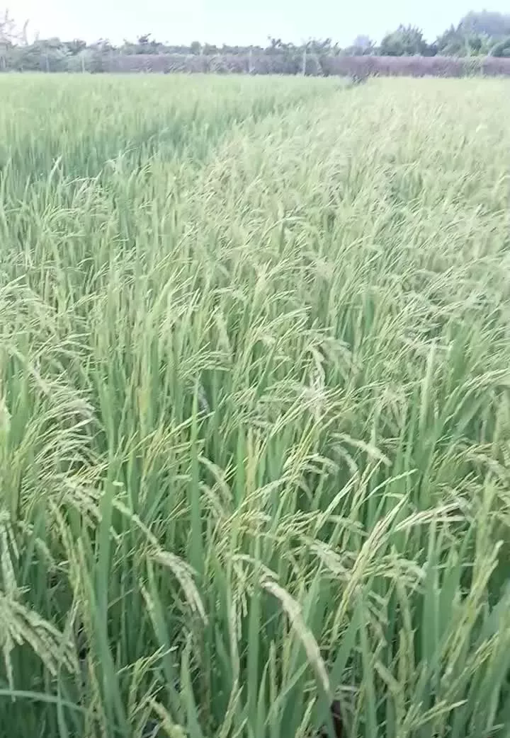 زمین کشاورزی معاوضه با اپارتمان یا خونه