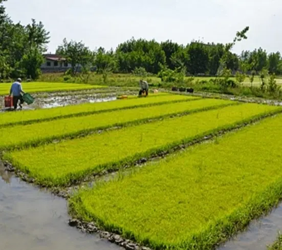 ۶ هکتار با چاه برقی