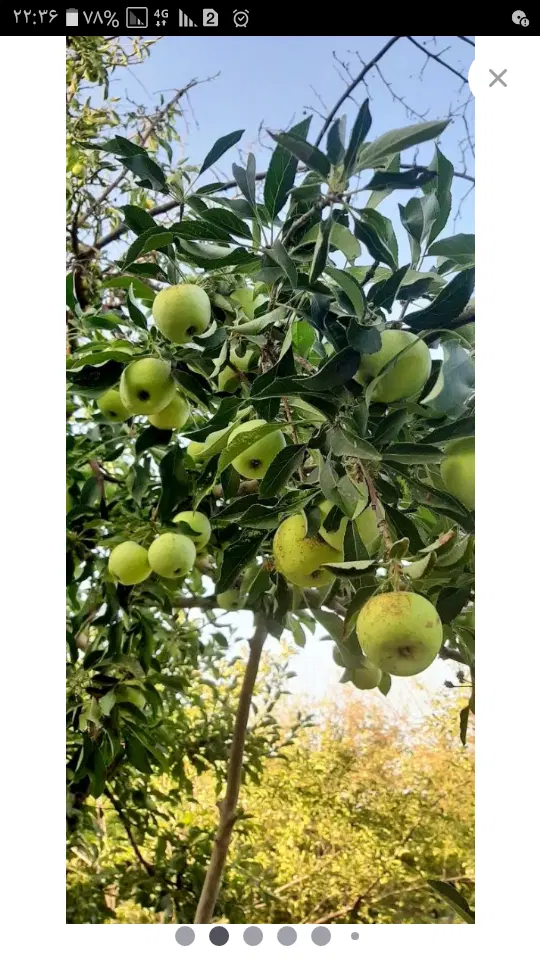 فروش باغ