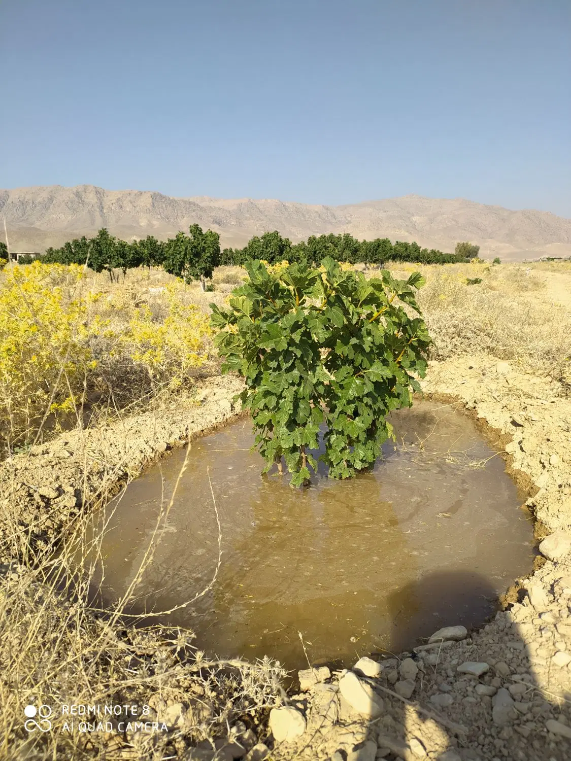 فروش زمین یا باغ انجیر