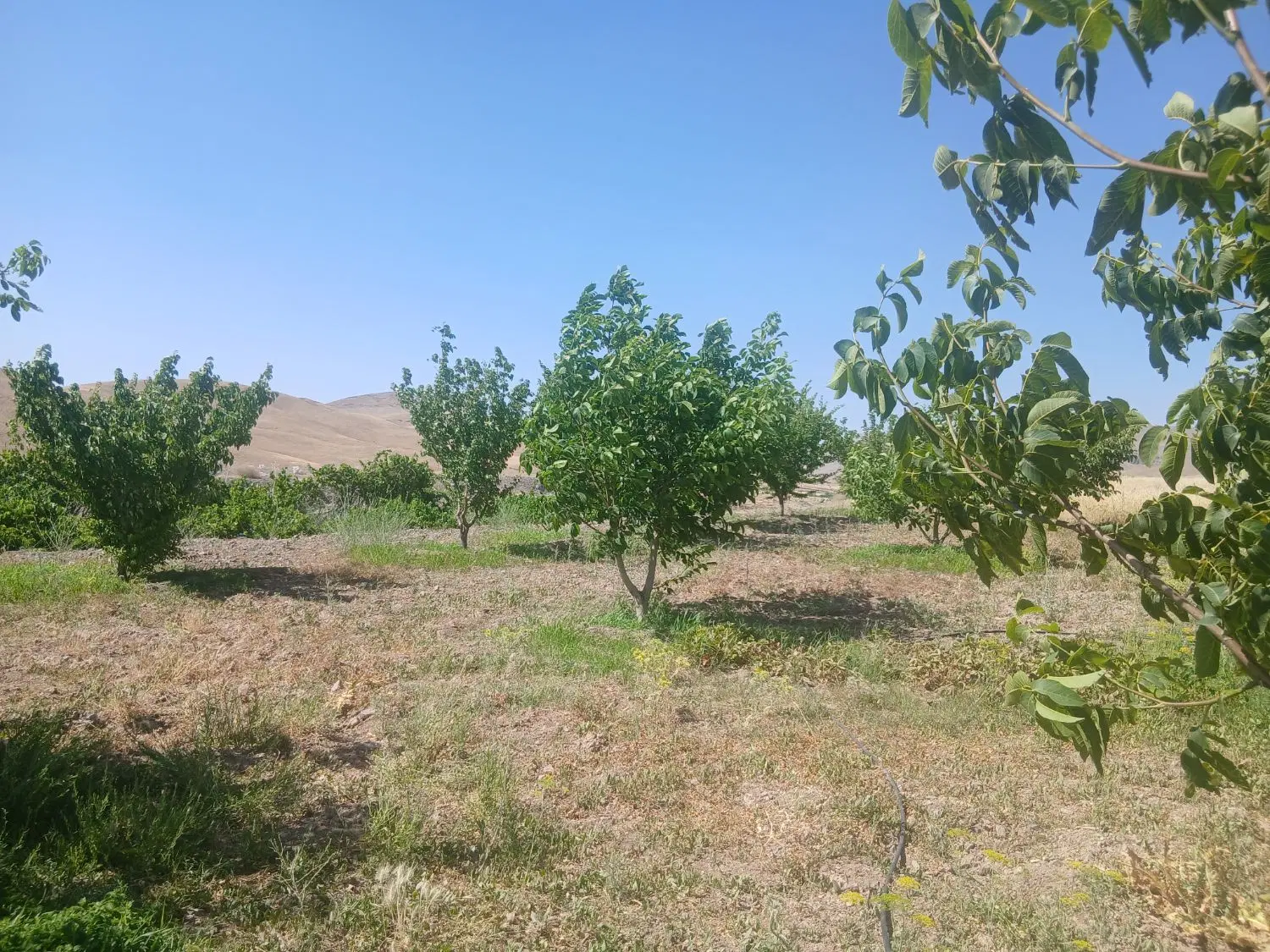 باغ کنارجاده