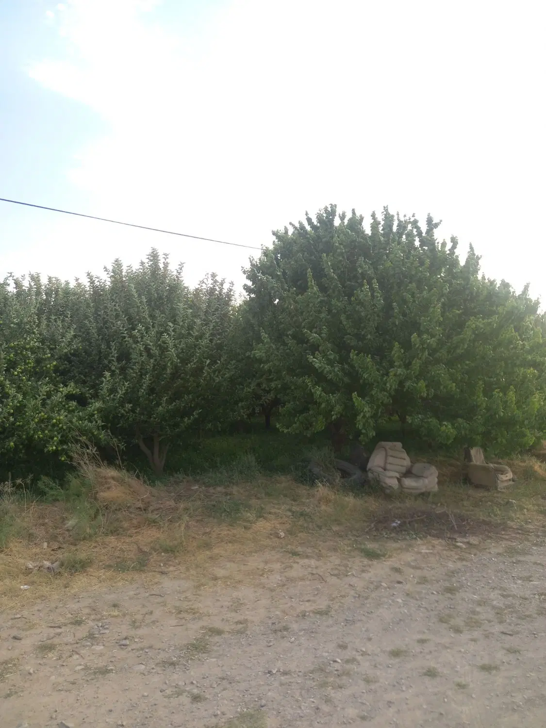 فروش یه باغ سیب وسند شش دانگ