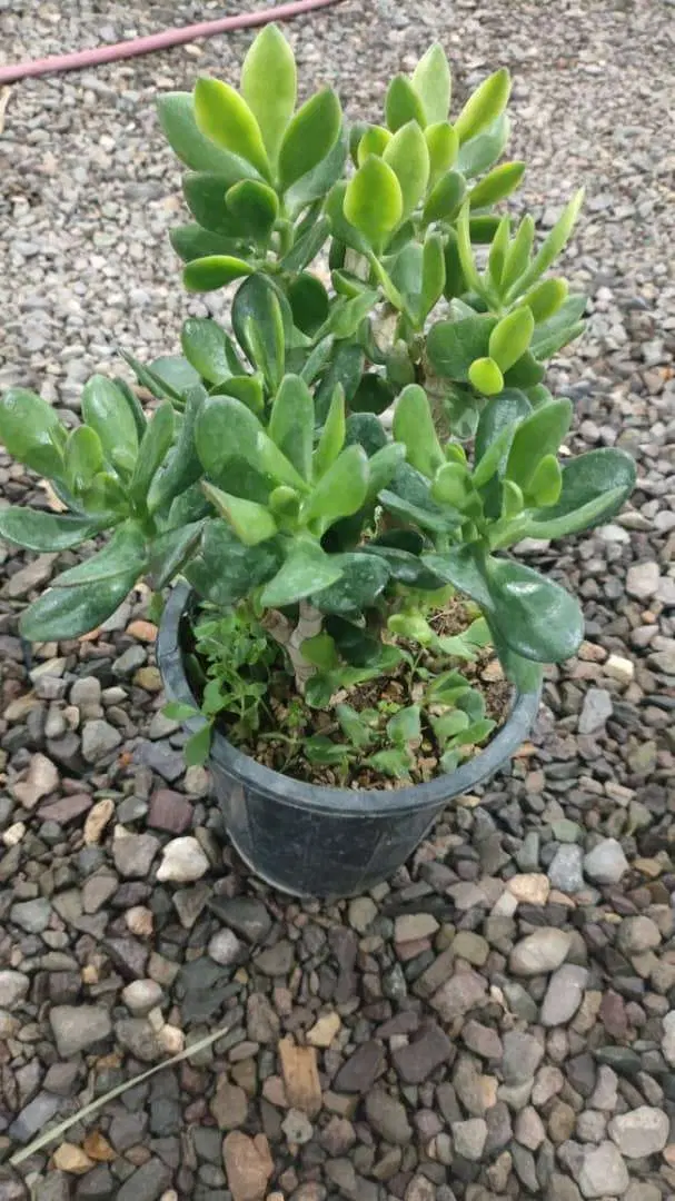 باغ