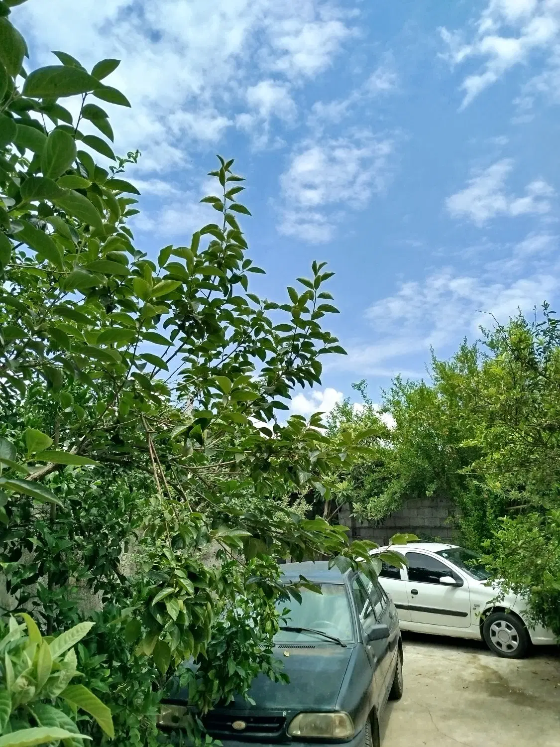اجاره سوئیت نوساز تخلیه