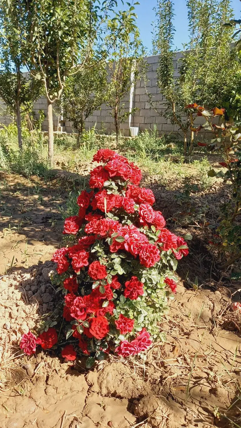 باغ ۹۰۰ متری سرخ اباد