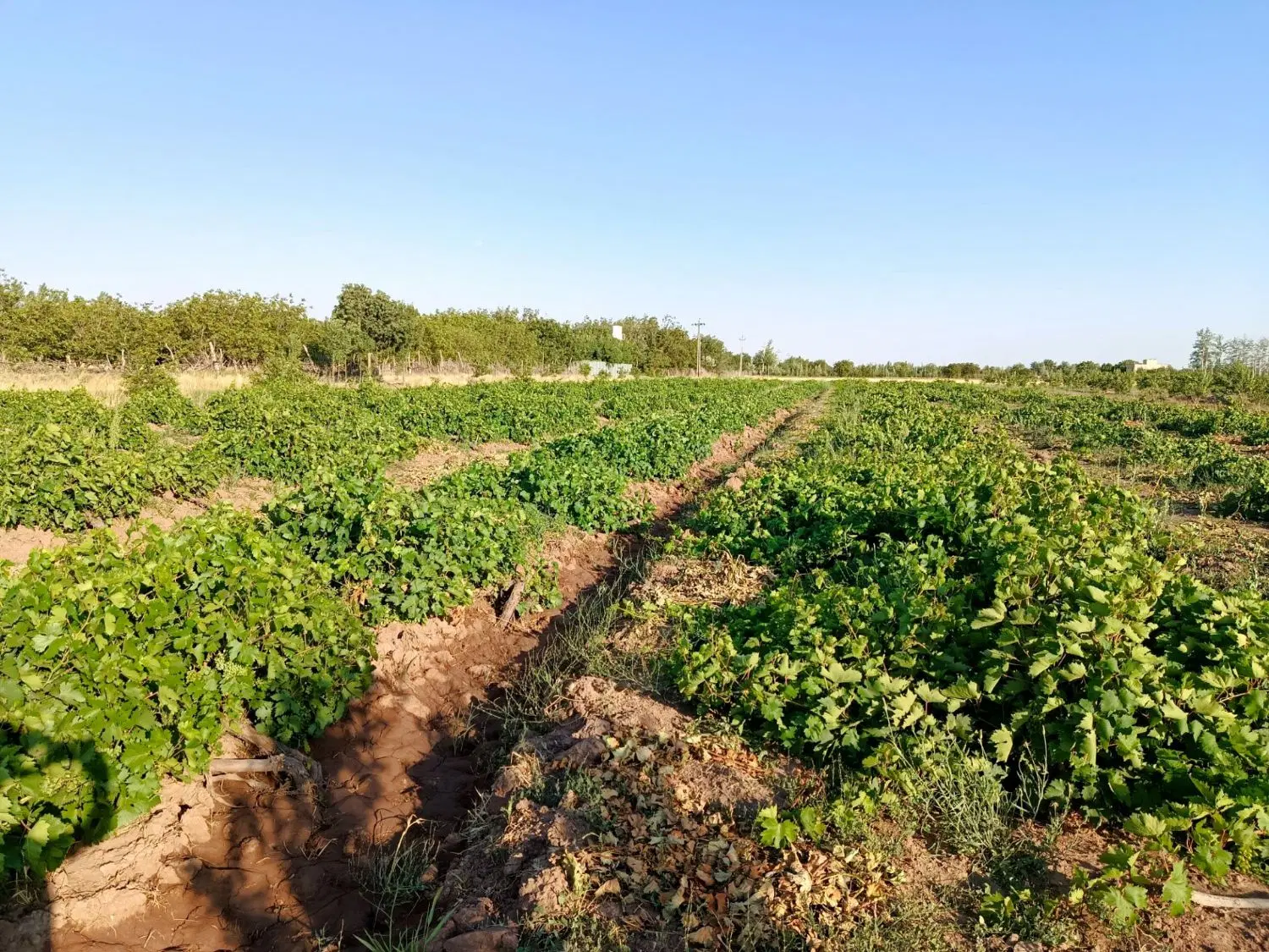 ۲هکتار زمین باغی اقبالیه قزوین