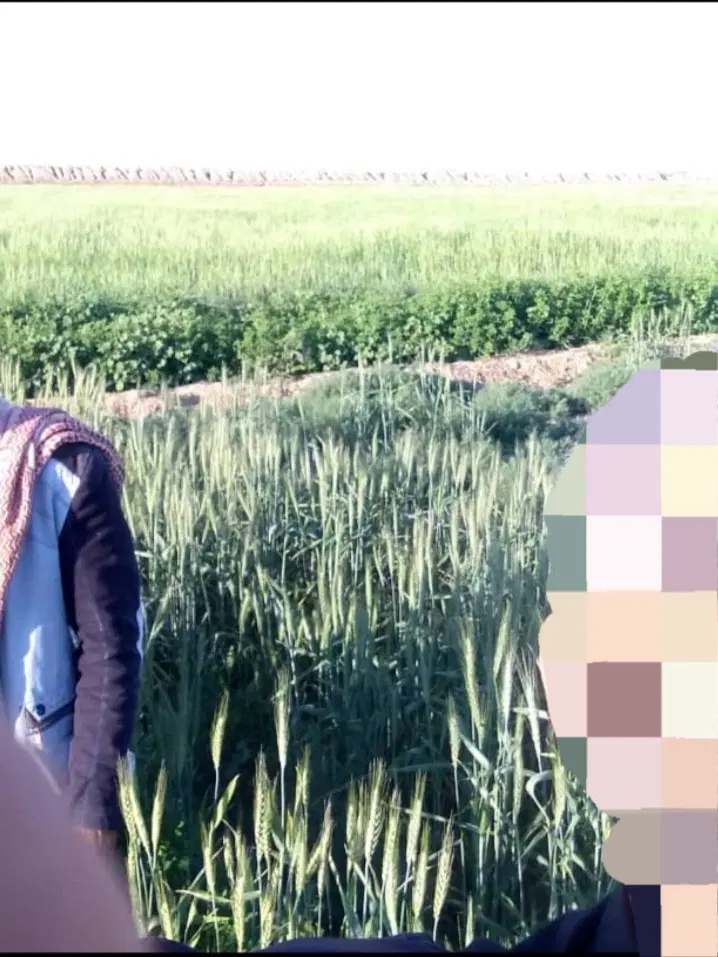 اجاره زمین کشاورزی
