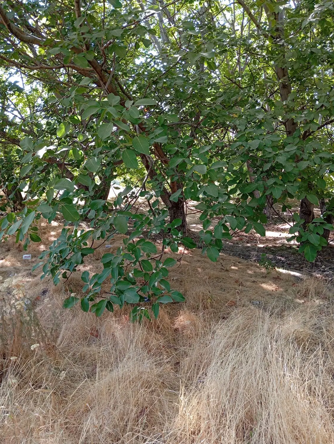 زمین چنارکل