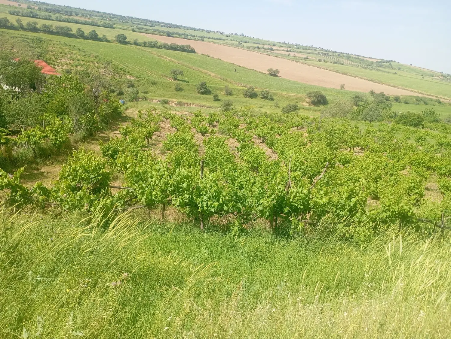 باغ انگور