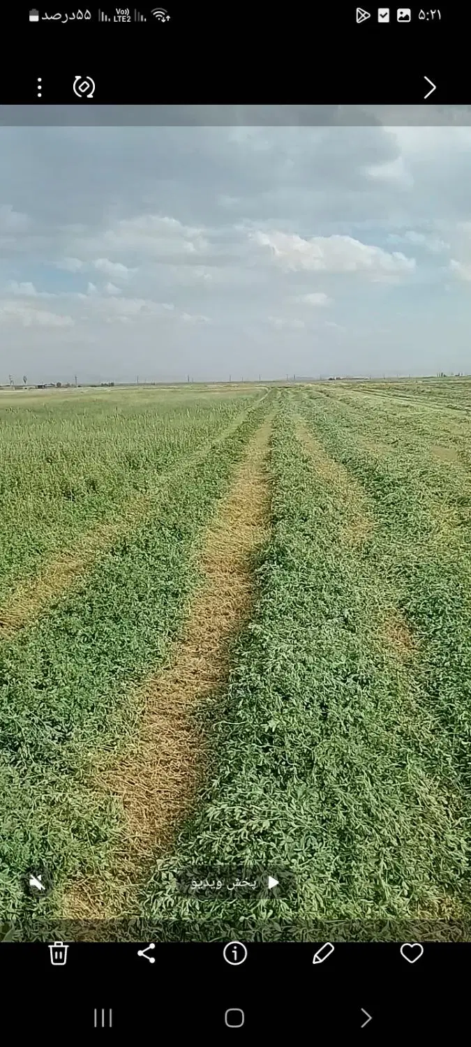 یونجه درجه ۱