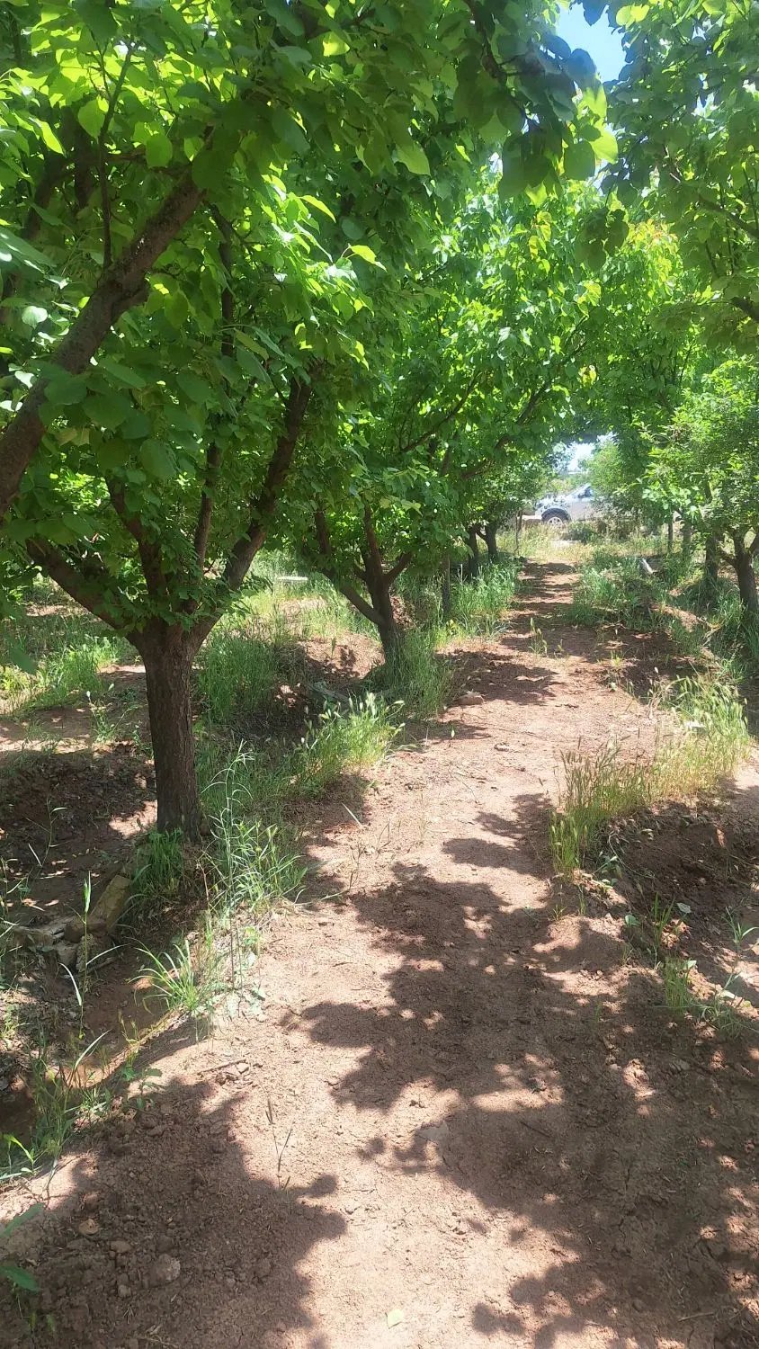 فروش باغ میوه ۵۰۰متری