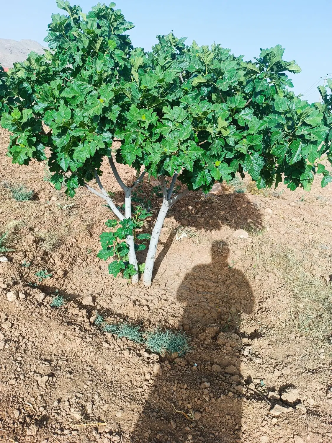 فروش باغ انجیری