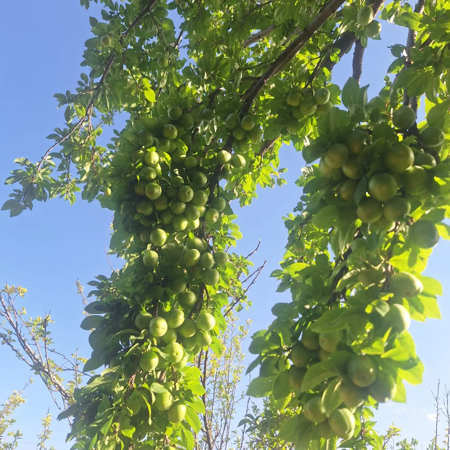 یک هکتار باغ ۲۰ساله ساوه